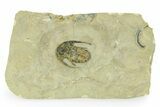 Early Cambrian Fallotaspis - Tazemmourt, Morocco #255638-1